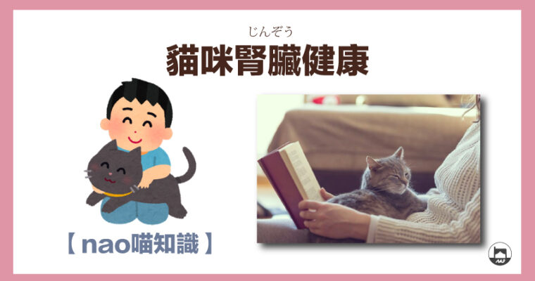 【nao喵知識】貓咪腎臟健康：預防、識別與照顧